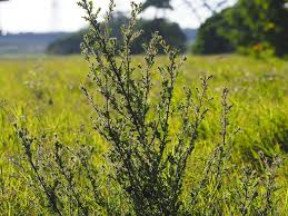 Image result for Pseudoconyza viscosa