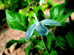 Image result for Ecbolium hastatum