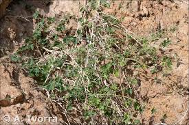 Image result for Commicarpus plumbagineus