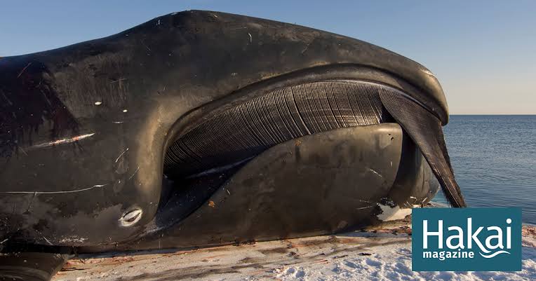 Long baleen plates allow the whale to filter tons of tiny marine organisms while conserving energy, do AI tạo