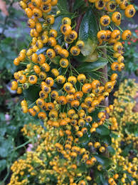 Image result for Pyracantha coccinea soleil d'or