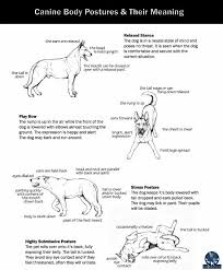 How To Read Classic Dog Body Language Appropriate