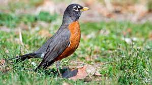 Viimeisimmät twiitit käyttäjältä robin thicke (@robinthicke). American Robin Audubon Field Guide