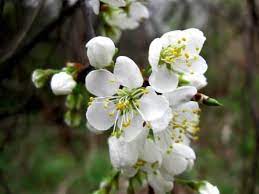 Royal white redbud (cercis canadensis f. White Flowered Roadside Trees And Shrubs New Hampshire Garden Solutions