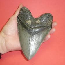 The Fossil Shark Tooth And River Diving Artifact Guide