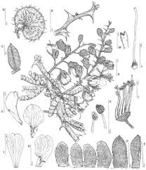 Image result for Caesalpinia glandulosopedicellata