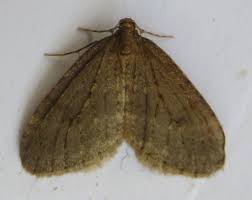 Image result for Operophtera brumata