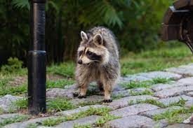 Add to my soundboard install myinstant app report download mp3 get ringtone notification sound. Raccoon Noises Identifying A Raccoon Terminix