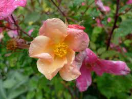 Rosa Chinensis Mutabilis Rose Varieties Rose Plant Images