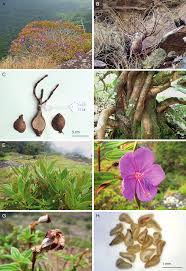 Image result for Melastomastrum segregatum