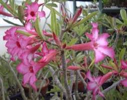 Tanaman hias adenium yang mahal terakhir adalah adenium socotranum. Tanaman Hias Adenium Yang Unik Dan Langka Bibit Online