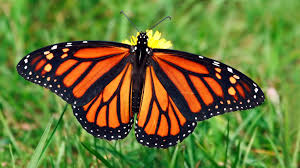 Monarch Butterfly