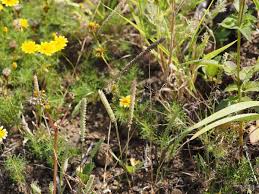 Image result for Tragus berteronianus