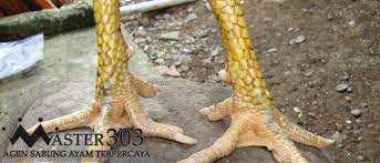 Maybe you would like to learn more about one of these? Tips Mengenali Sisik Kaki Ayam Bangkok Pembunuh Misterius