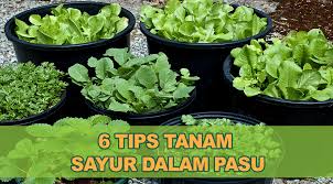 Kemudian tanamkan stek batang kangkung pada setiap lubang. Berkebun Dengan Menggunakan Bekas Seperti Botol Plastik Polibeg Atau Pasu Boleh Menjadi Satu Perkara Yang Menyeronokkan I Kebun Sayur Sayuran Menanam Sayuran