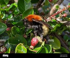 Image result for Bombus muscorum