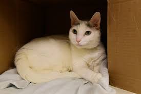 We also require each pet to leave our facility with a collar and tag. Atlanta Aspca
