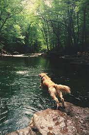Joel Golden Retriever Dogs Cute Puppies