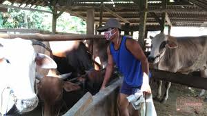 Lembu tenusu bunting anak pertama dari baka afs ( dari suntikan ai ) untuk dijual. Arisan Untuk Investasi Ternak Sapi Solusi Jitu Warga Ketapang Cendana News
