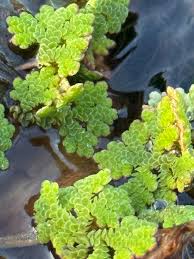 Image result for Azolla filiculoides