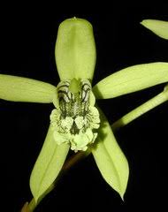 Image result for Eulophia stachyodes