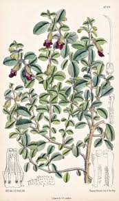 Image result for Tinnea aethiopica