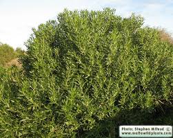 Image result for Myoporum laetum