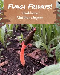 Image result for Mutinus elegans