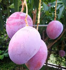 The following is a list of some prominent mango cultivars. Svvc8tjrnmpsmm