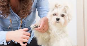 Most dogs and cats are able to have there nails cut in one visit. Nail Clipping Tips Cesar S Way