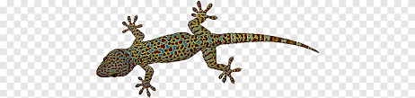lagartija lagartija png pngegg lagartija lagartija png pngegg