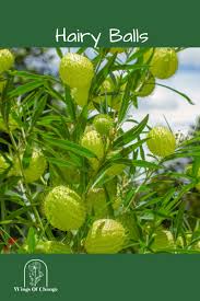 Image result for Gomphocarpus