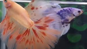 Artikel ini sudah direview oleh: 5 Jenis Ikan Cupang Tercantik Di Dunia Salah Satunya Lahir Di Slipi