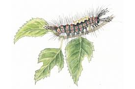 uncommon moth caterpillar identification chart uk 2019