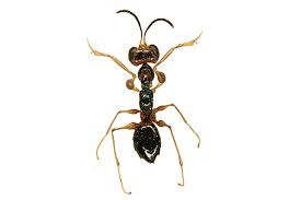 Image result for Gonatopus