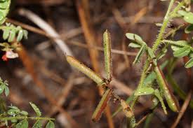 Image result for Indigofera colutea