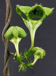 Image result for Ceropegia monteiroae