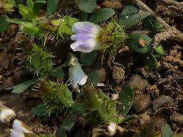 Image result for Blepharis integrifolia