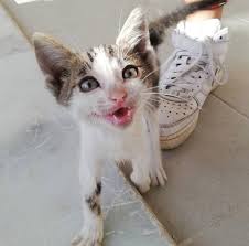 Bodrumda Yuva Ariyor Annesi Terketmis Daha 1 Aylik Bile Degil Sokakta Devam Etmesi Cok Zor Yuvasi Olsaniz Ne Guzel Olur Iletisim Cerensasma Cats Animals