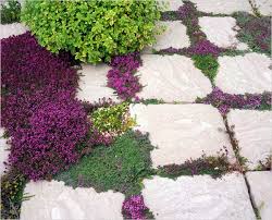 Irish Moss And Pavers | Irish Moss Growing Between Pavers | Garden Grove |  Lawn And Garden, Ground Cover, Landscape Design