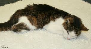 Signs of acute kidney failure in cats. What Causes Kidney Failure In Cats Mayne Vets