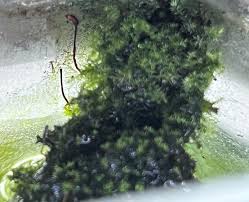 Image result for Rotala fontinalis