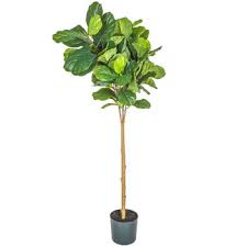 Fiddle Leaf Fig Tree Hobby Lobby 1390988