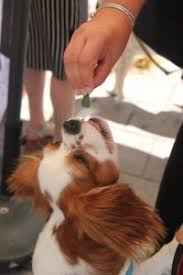 You can teach your dog to give his paw when he is asked, or you can even teach him to automatically put his paw up for a good firm shake anytime he meets a new person. How To Teach A Dog To Give Paw Easy Dog Tricks For Beginners
