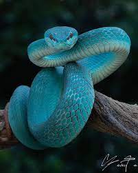 Travel Vacations Nature S Instagram Post Blue Magic How Fascinating Is This Blue Viper Photos By Yens Viper Snake Cute Reptiles Beautiful Snakes