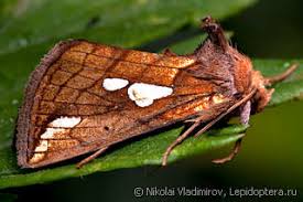 Image result for Plusia putnami