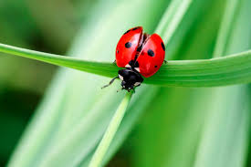 How to get rid of ladybugs. Get Rid Of Lady Bugs In Seattle Wa Whitworth Pest Solutions