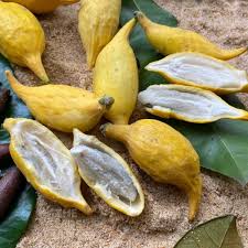 Image result for Chrysophyllum