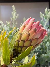Image result for Platycoryne protearum