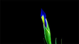 Color changing images for whatsapp. Octomoosey Slow Motion Blooms Gif Pack Flower Bloom Gifs